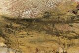 Strelley Pool Stromatolite Section - Billion Years Old #221628-1